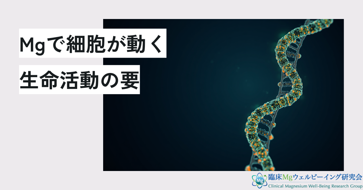 体の土台を作るマグネシウム!細胞内の工場を支える4つの役割